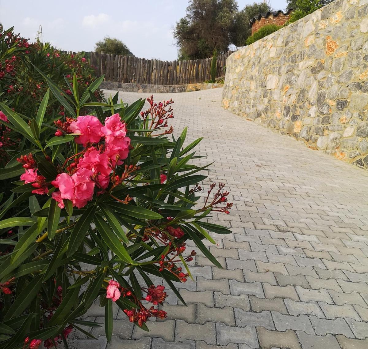 Holiday home Teos Retreat Houses-passiflora