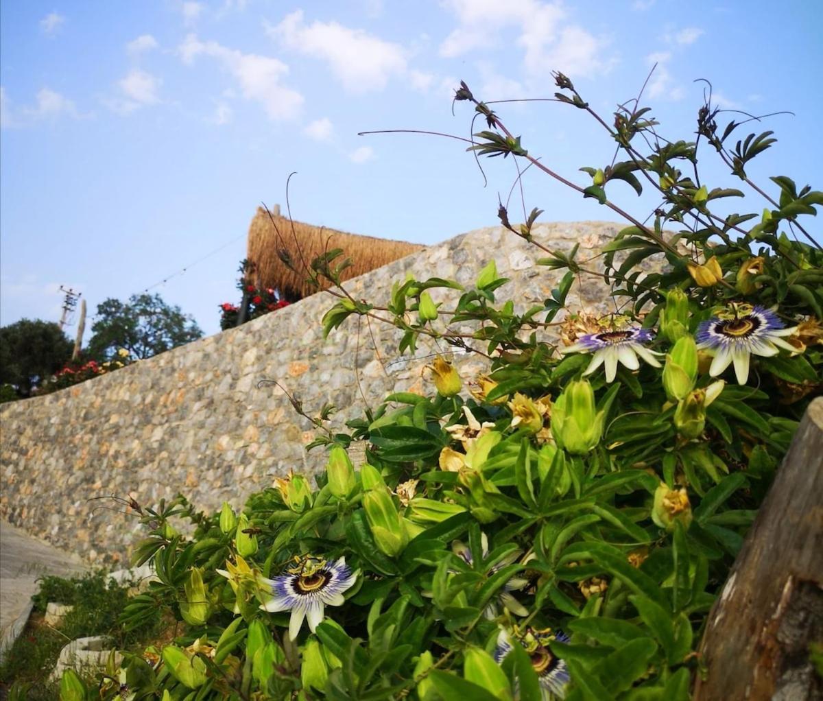 Teos Retreat Houses-passiflora Holiday home Izmir